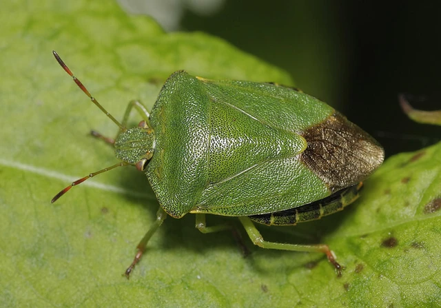 Palomena prasina - zöld bogyómászó-poloska Palomena prasina - zöld bogyómászó-poloska