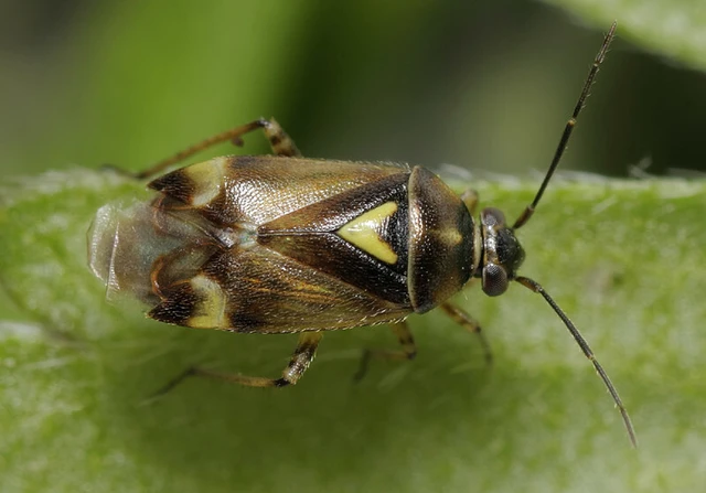 Orthops