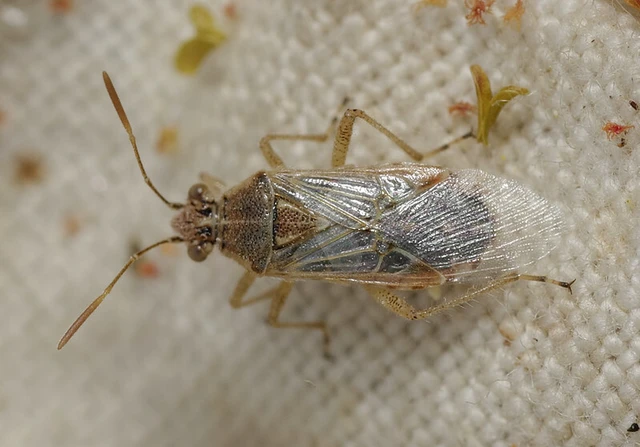 Liorhyssus hyalinus