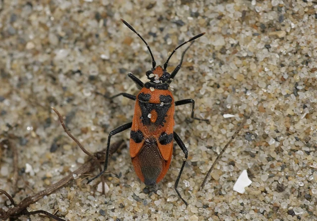 Corizus hyoscyami - piros karimáspoloska