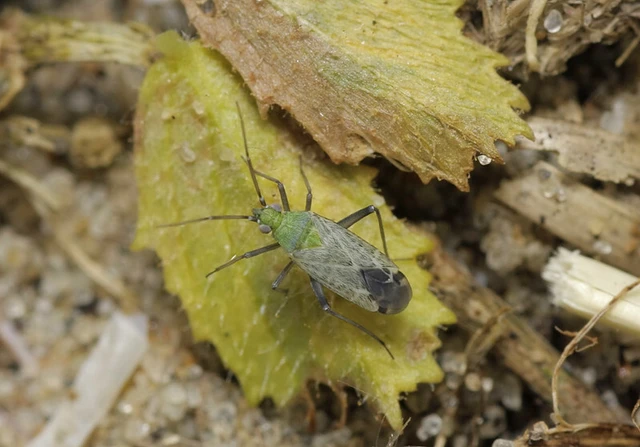 Macrotylus paykullii