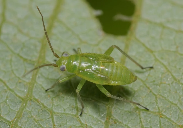 Lygocoris rugicollis