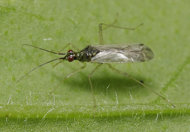 Dicyphus errans - karcsúnyakú mezeipoloska