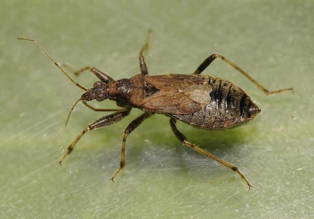 Himacerus mirmicoides - csalán-tolvajpoloska