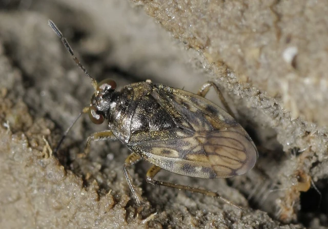 Saldula
