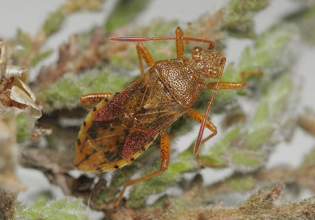 Rhopalus maculatus