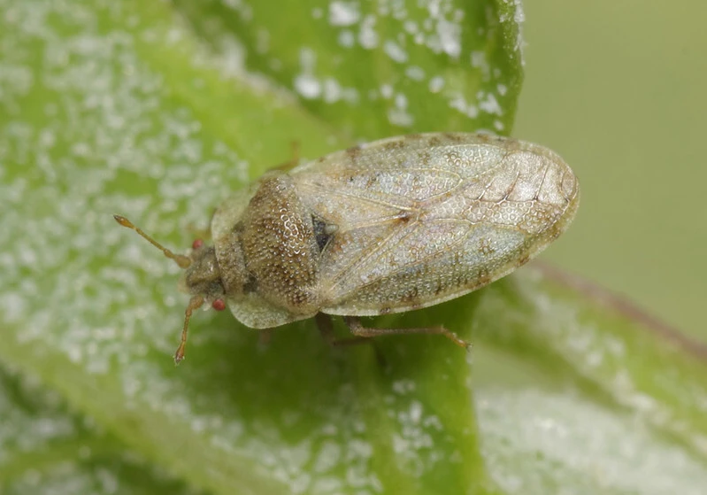 Parapiesma quadratum - répapoloska