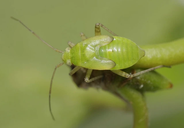 Neolygus contaminatus