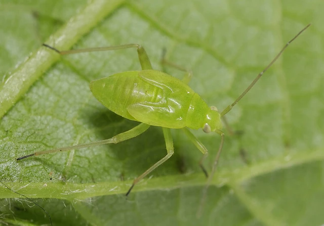 Lygocoris pabulinus - smaragd mezeipoloska