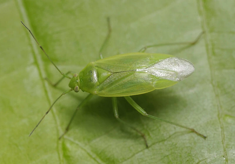 Lygocoris rugicollis