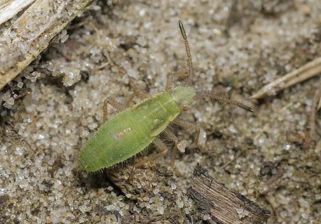 Myrmus miriformis - kurtaszárnyú karimáspoloska
