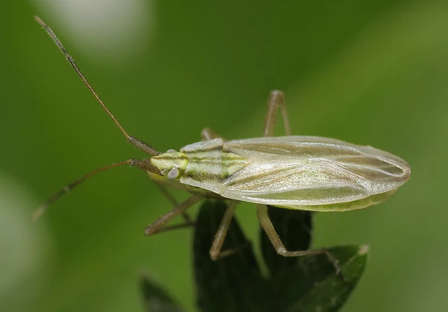 Acetropis gimmerthalii gimmerthalii