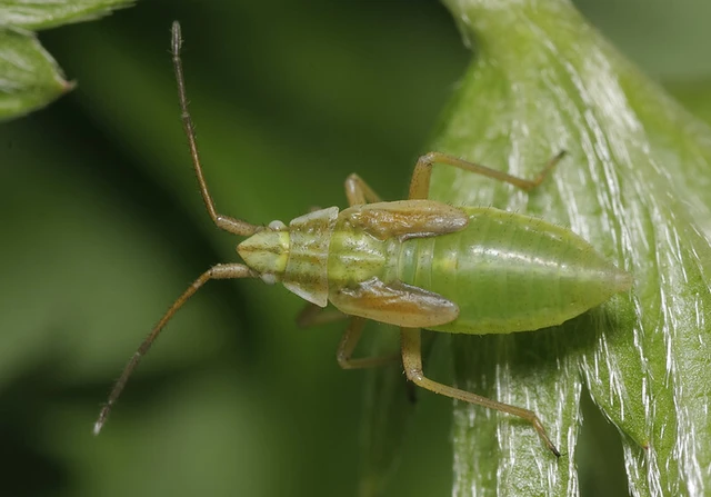 Acetropis gimmerthalii gimmerthalii