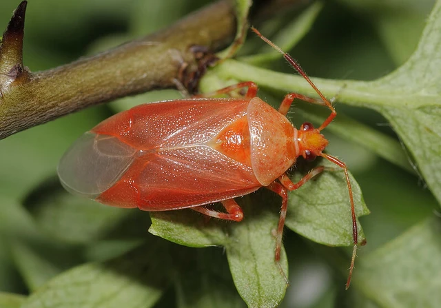Deraeocoris olivaceus