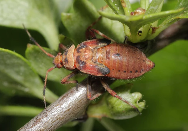 Deraeocoris olivaceus