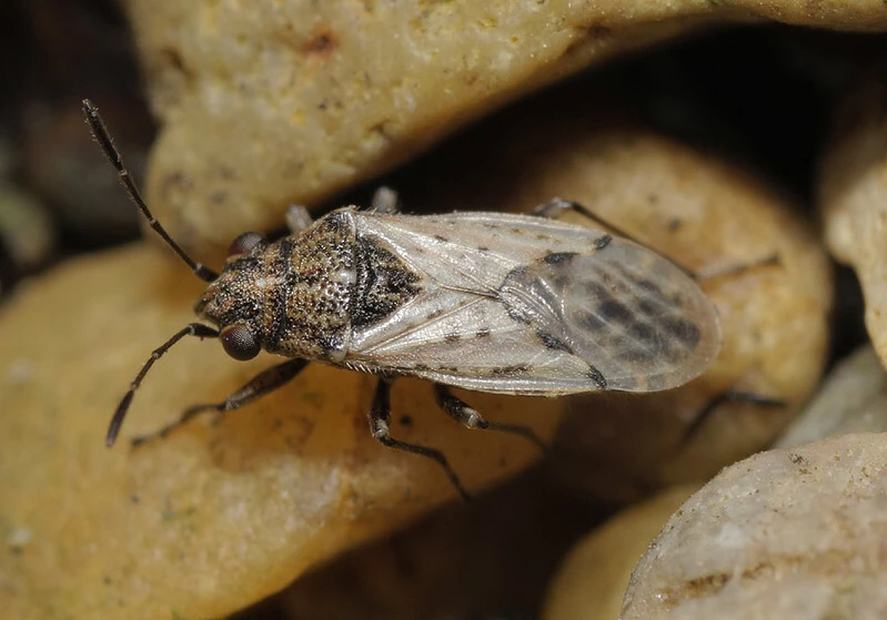 Nysius ericae - kis fényesbodobács