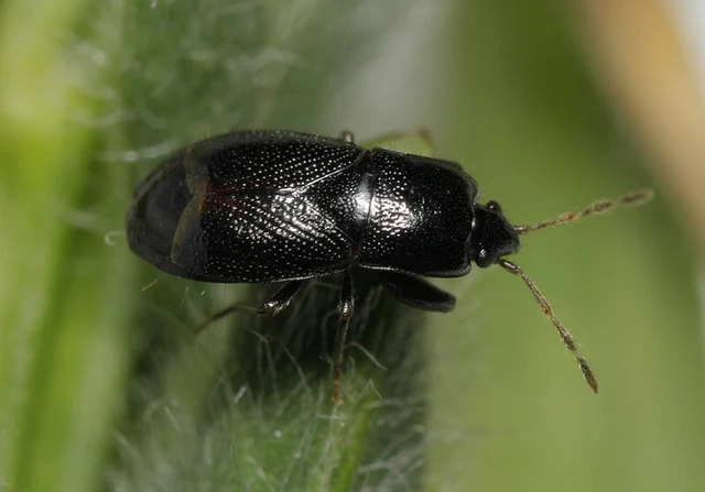 Plinthisus brevipennis