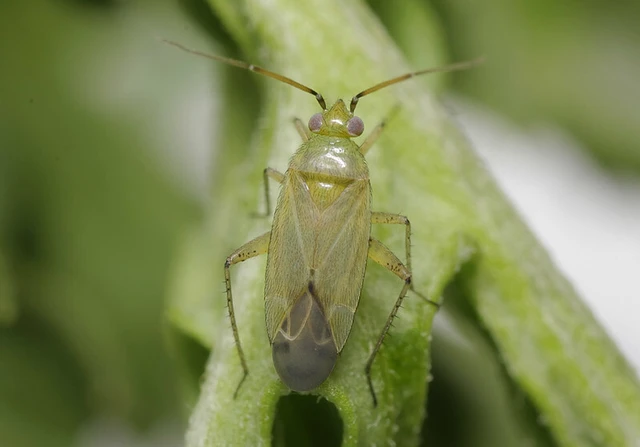 Plagiognathus chrysanthemi - fakó törpepoloska Plagiognathus chrysanthemi - fakó törpepoloska
