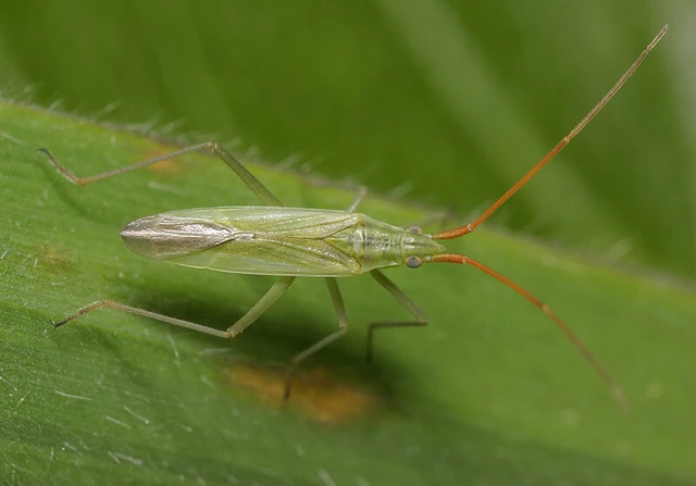 Trigonotylus ruficornis - vöröscsápú mezeipoloska (Állathatározó)