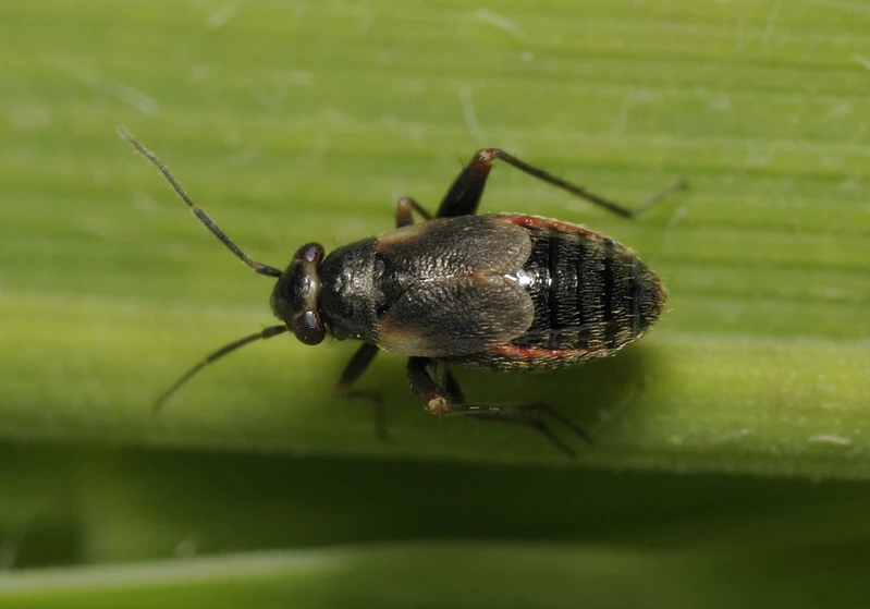 Chlamydatus saltitans