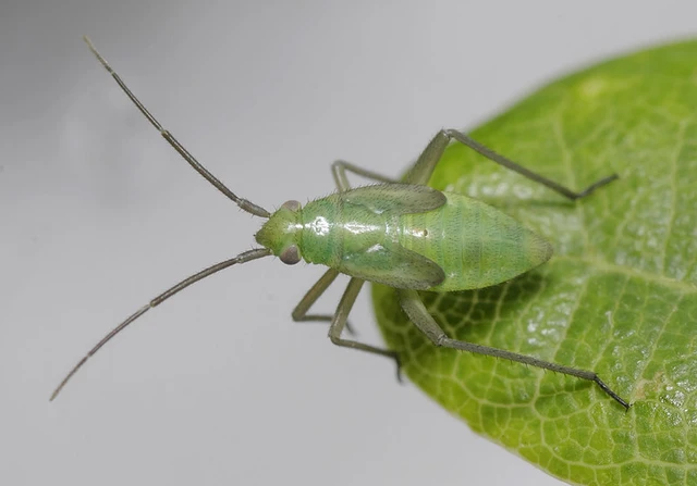 Stenotus binotatus - kétfoltos mezeipoloska