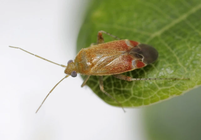 Psallus varians Psallus varians
