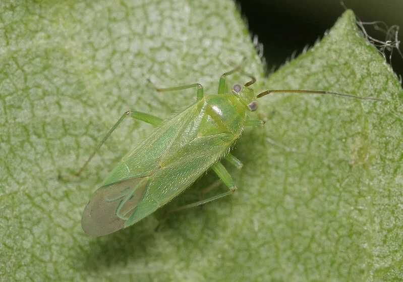 Orthotylus marginalis - fakó mezeipoloska