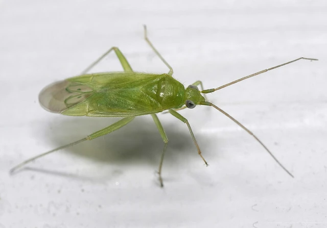 Orthotylus ochrotrichus Orthotylus ochrotrichus