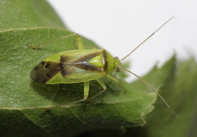 Neolygus viridis