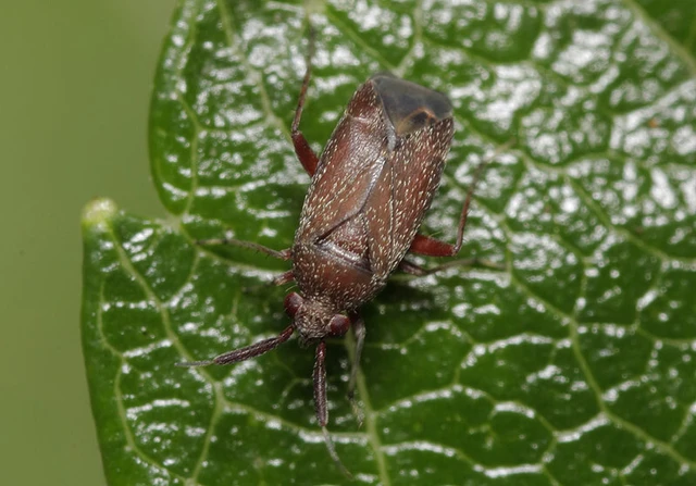 Atractotomus mali - gyümölcsfapoloska