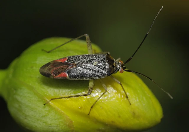 Closterotomus trivialis