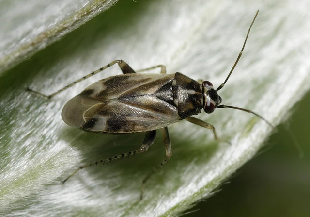 Monosynamma sabulicola