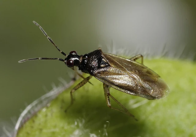 Dicyphus globulifer - kis karcsúnyakú-mezeipoloska