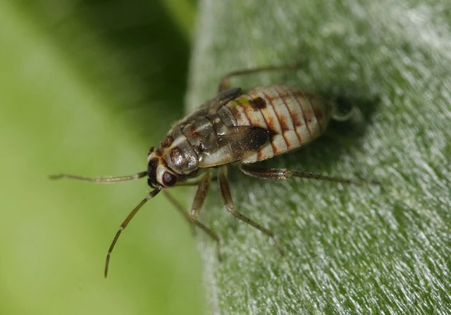 Monosynamma sabulicola