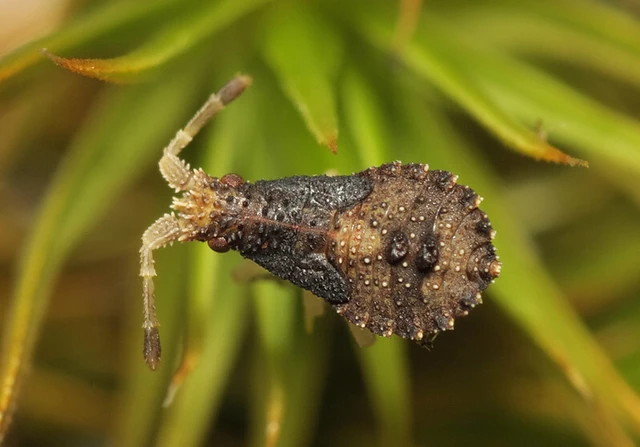 Spathocera dalmanii