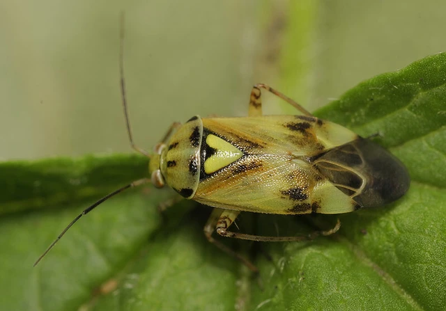 Lygus pratensis - változó mezeipoloska