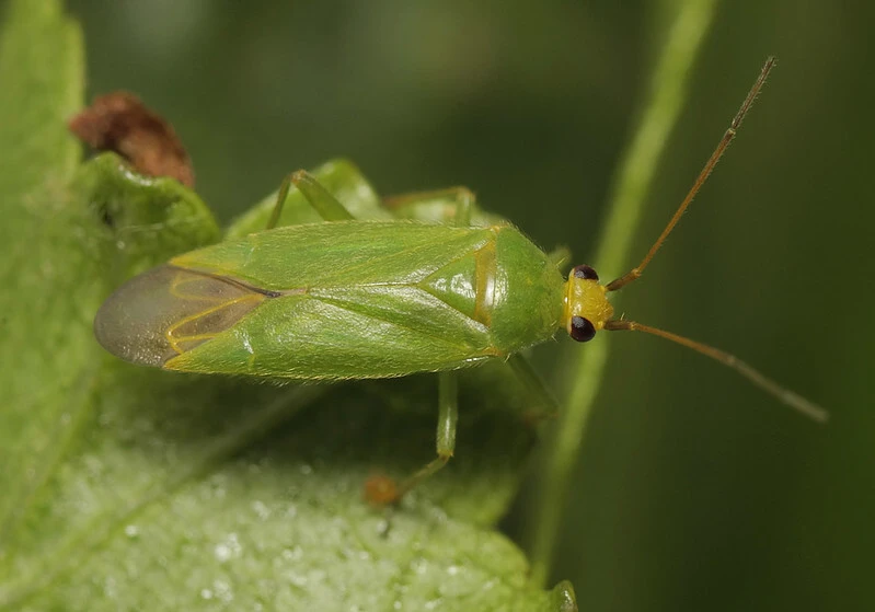 Orthotylus flavinervis