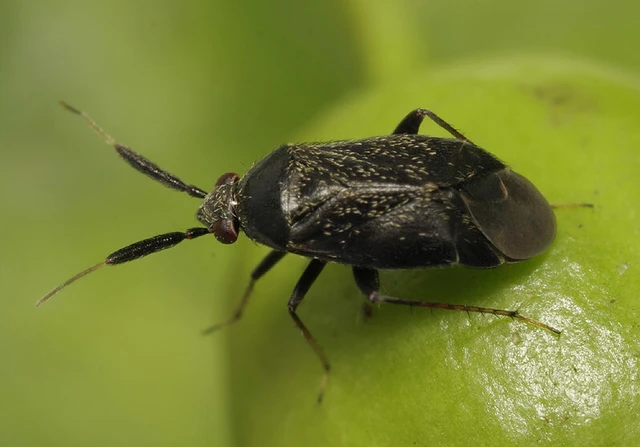Atractotomus mali - gyümölcsfapoloska