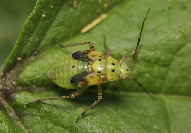 Lygus pratensis - változó mezeipoloska