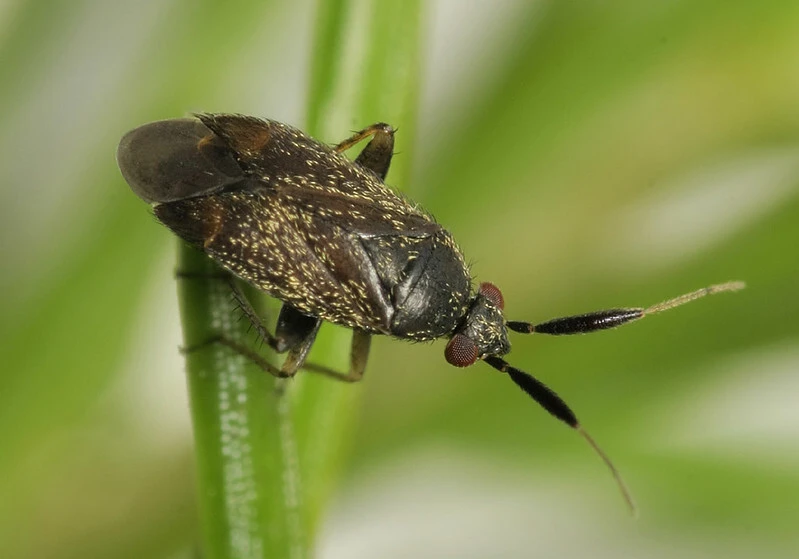 Atractotomus magnicornis