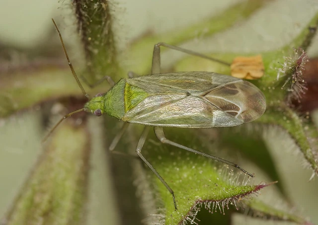 Macrotylus solitarius