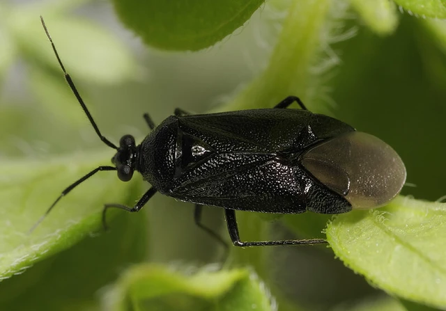 Deraeocoris scutellaris