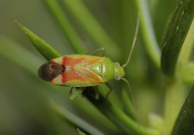Dichrooscytus gustavi