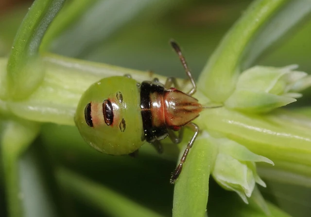Cyphostethus tristriatus - boróka-dajkapoloska Cyphostethus tristriatus - boróka-dajkapoloska