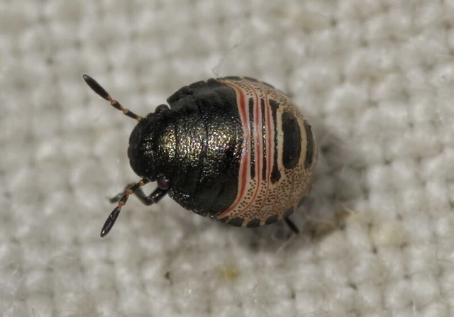 Eurygaster Eurygaster