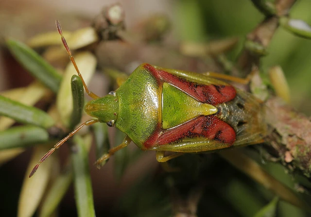Cyphostethus tristriatus - boróka-dajkapoloska Cyphostethus tristriatus - boróka-dajkapoloska