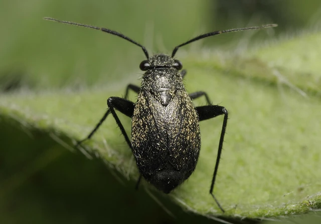 Orthocephalus coriaceus