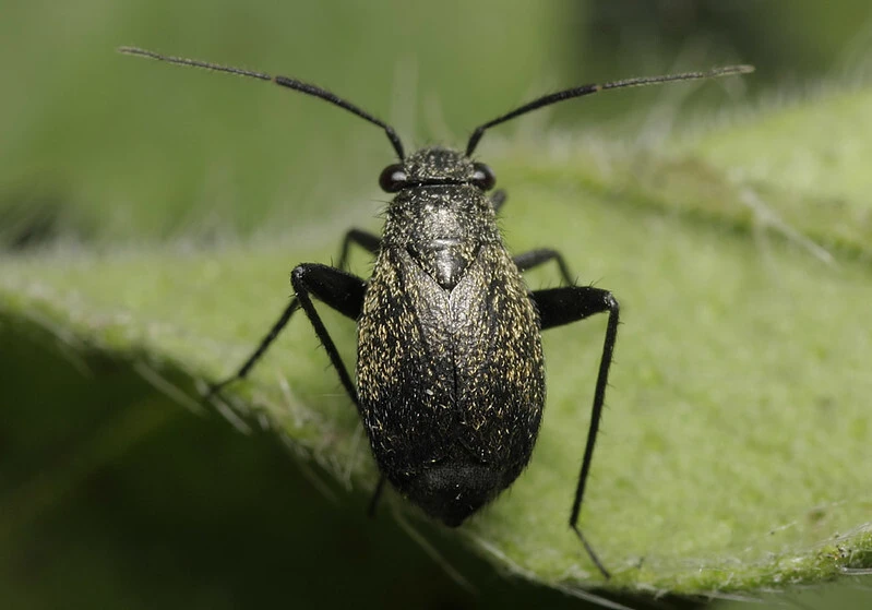 Orthocephalus coriaceus