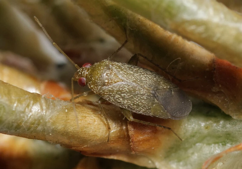 Phoenicocoris obscurellus