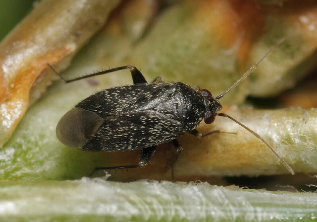 Phoenicocoris obscurellus Phoenicocoris obscurellus